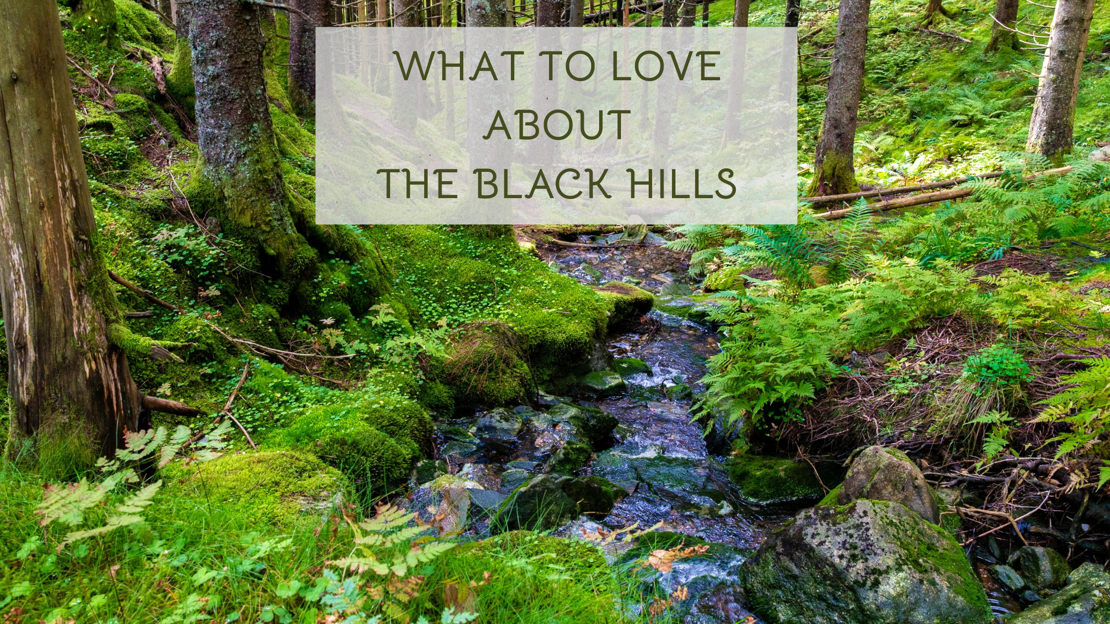What to Love About The Black Hills