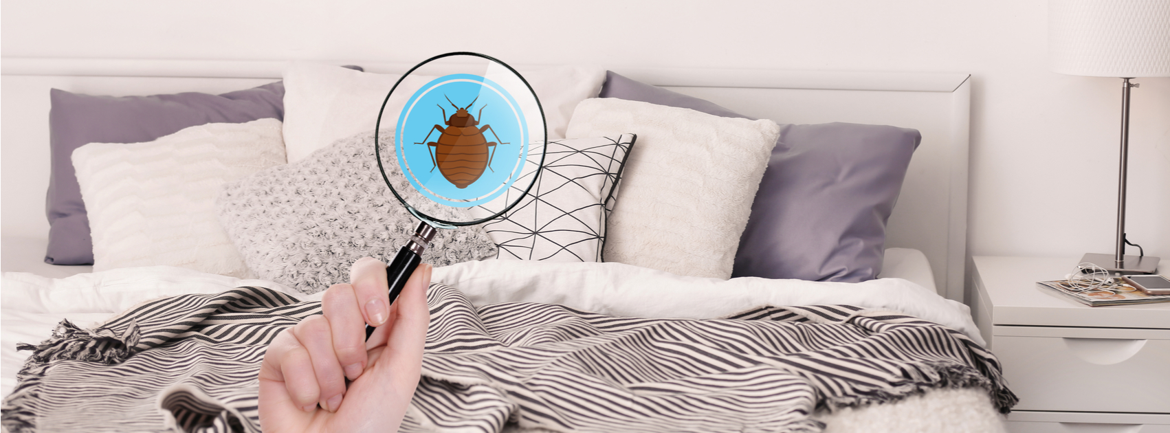 Bed Bugs: Surprising Hiding Spots