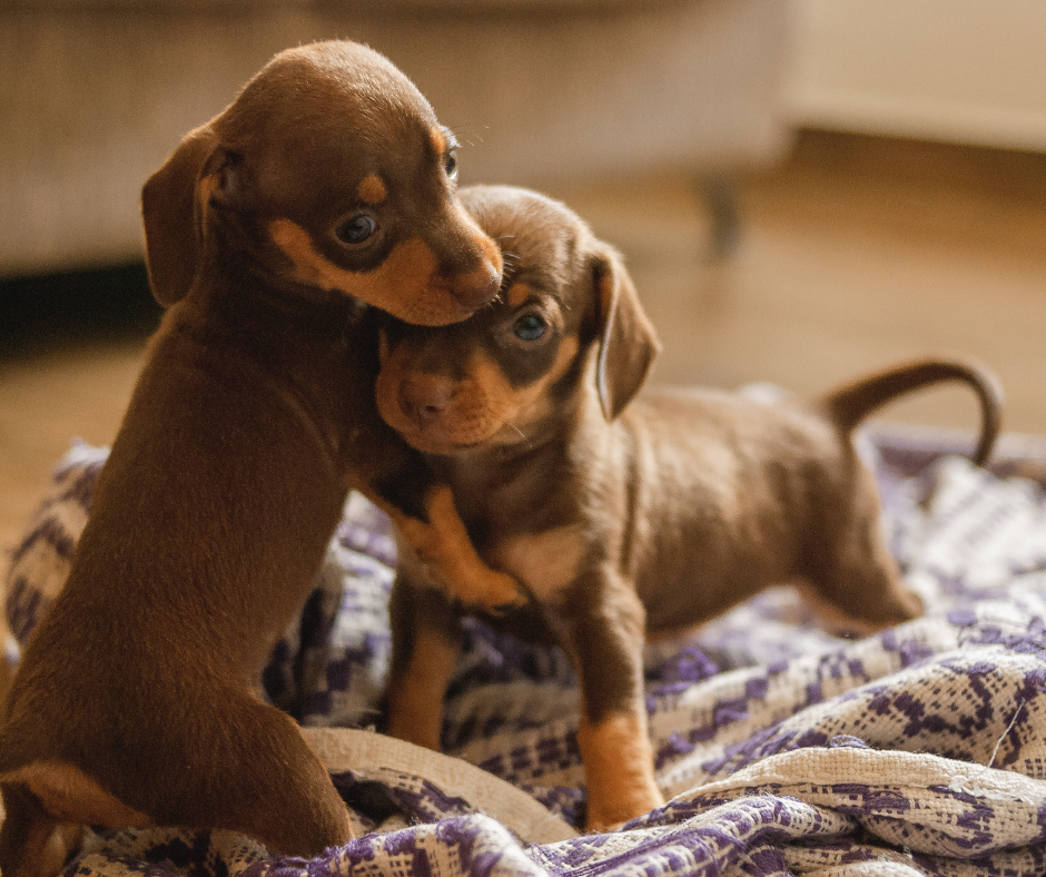 Pet Policies For Renters